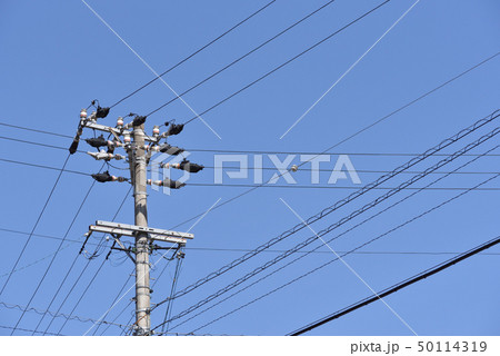 電柱 電柱 50114319
