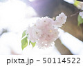 済州 ギョプボトコト 逆光 50114522