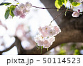 済州 ギョプボトコト 50114523
