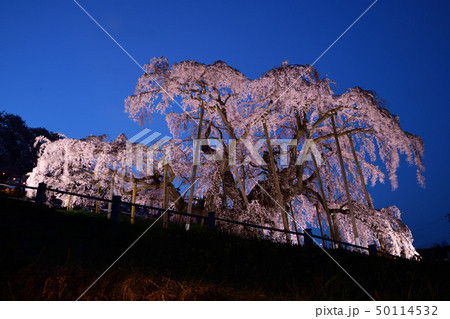 平成最後の三春の滝桜 50114532