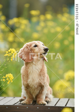 ダックス 50114838