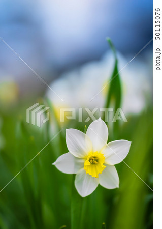 Spring flower narcissus Spring flower narcissus 50115076