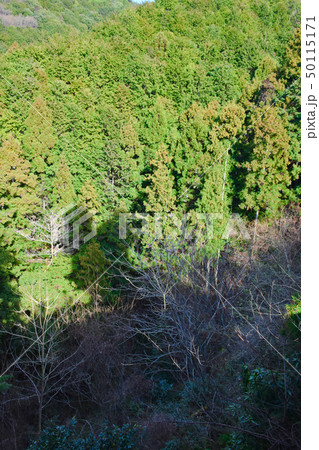 壺阪寺　壺坂霊験記 50115171