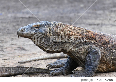 コモドドラゴンの写真素材