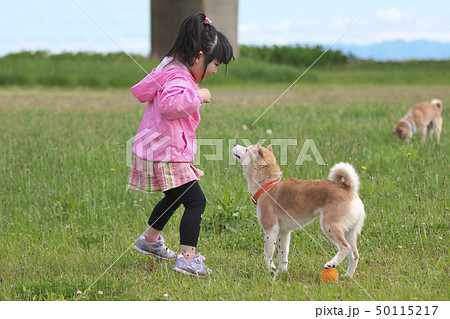 柴犬と遊ぶ女の子 柴犬と遊ぶ女の子 50115217