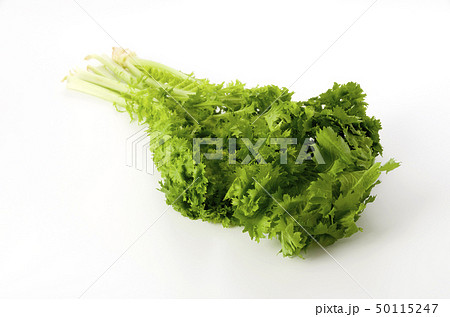 わさび菜 50115247