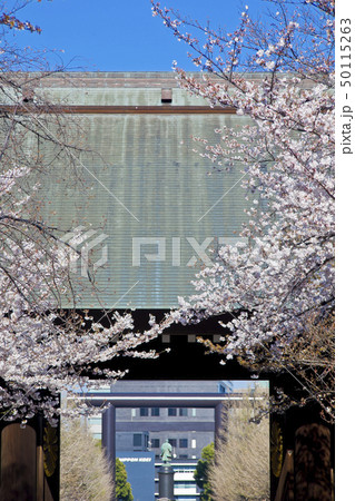 【東京都】靖国神社の桜 50115263