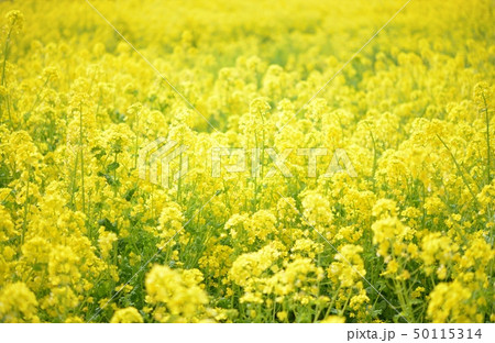菜の花 50115314