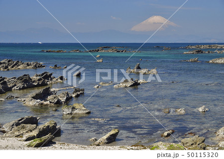 神奈川県三浦半島 【春】 天神島から富士山 50115320