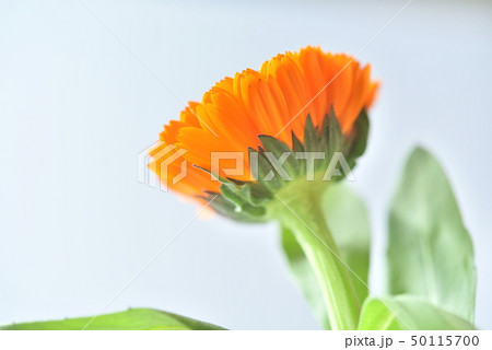 キンセンカ 50115700