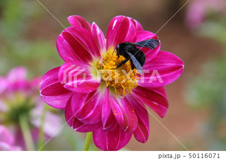 メキシコ国花のダリアの写真素材