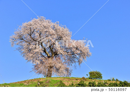 天保古山の平家一本桜 50116097