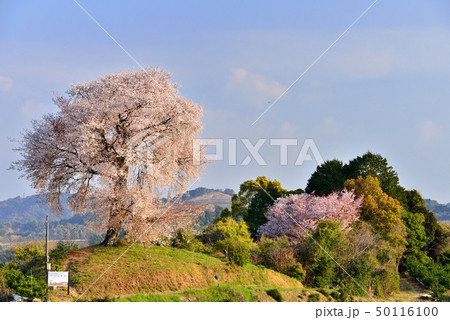 天保古山の平家一本桜 天保古山の平家一本桜 50116100