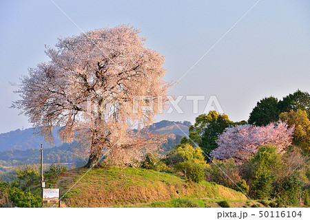 天保古山の平家一本桜 天保古山の平家一本桜 50116104