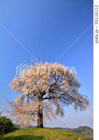 天保古山の平家一本桜 天保古山の平家一本桜 50116112