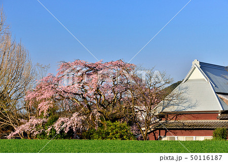 宝殊寺のしだれ桜 50116187