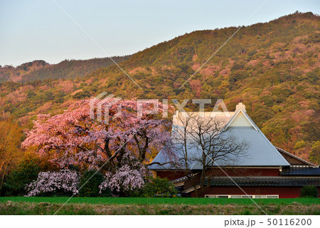 宝殊寺のしだれ桜 50116200