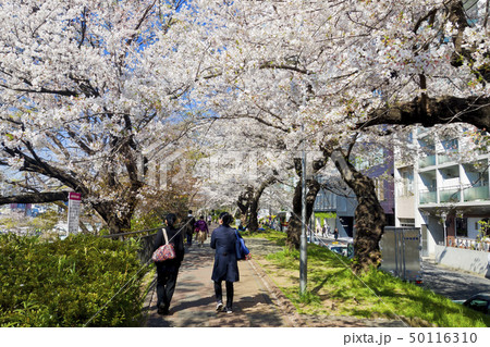 東京都 外濠公園の桜の写真素材