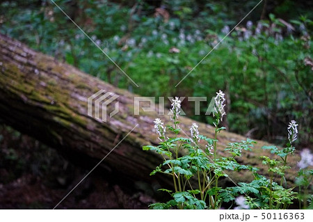 ぼかした倒木と野草を背景にした花の風景 50116363