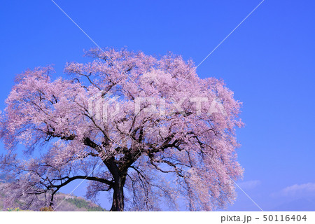 写真素材：　樹齢330年　わに塚の一本桜、春の花、さくらのタグ 50116404
