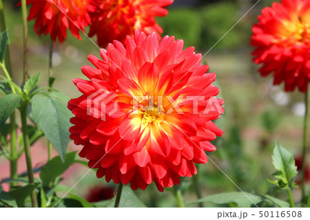 ダリア（福島県・猪苗代町） 50116508