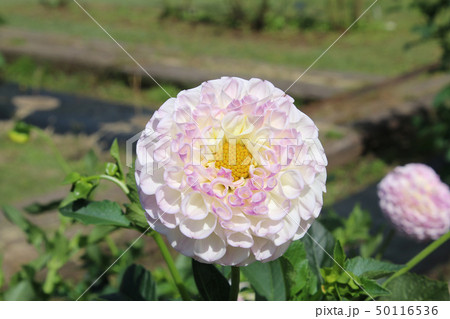 ダリア（福島県・猪苗代町） 50116536