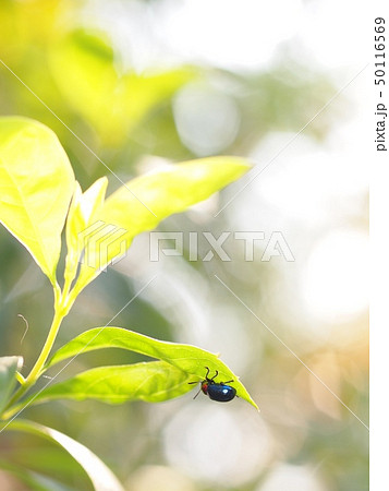 tropical cute bug beetles with red dot on his head tropical cute bug beetles with red dot on his head 50116569