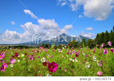コスモスと磐梯山(福島県・猪苗代町) コスモスと磐梯山(福島県・猪苗代町) 50116574