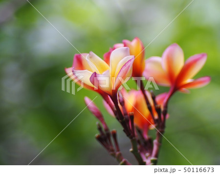 red white flowers of Frangipani, Plumeria tree red white flowers of Frangipani, Plumeria tree 50116673