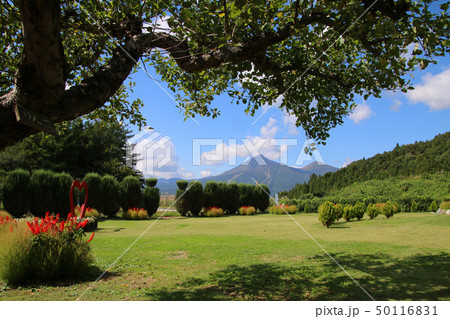 りんごの木と磐梯山(福島県・猪苗代町) りんごの木と磐梯山(福島県・猪苗代町) 50116831