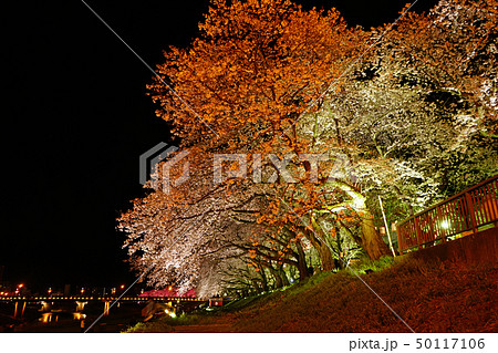 足羽川 夜桜 足羽川 夜桜 50117106