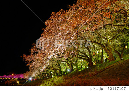 足羽川 夜桜 足羽川 夜桜 50117107