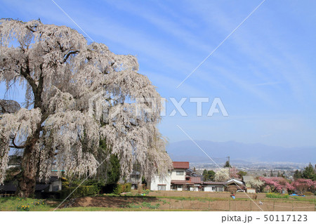 安曇野市三郷北小倉の枝垂桜 安曇野市三郷北小倉の枝垂桜 50117123