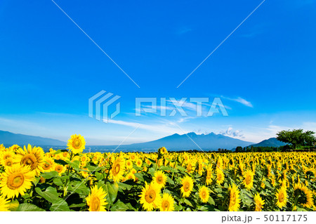 山梨県 北杜市明野 ひまわり畑と八ヶ岳 50117175