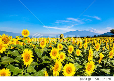 山梨県 北杜市明野 ひまわり畑と八ヶ岳 山梨県 北杜市明野 ひまわり畑と八ヶ岳 50117176