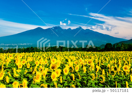 山梨県 北杜市明野 ひまわり畑と八ヶ岳 50117181
