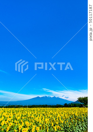 山梨県 北杜市明野 ひまわり畑と八ヶ岳 山梨県 北杜市明野 ひまわり畑と八ヶ岳 50117187
