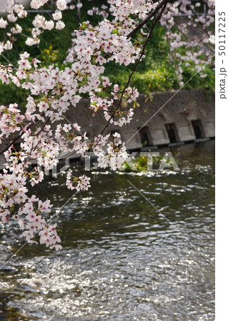 2018.4月　五条川桜まつり 50117225