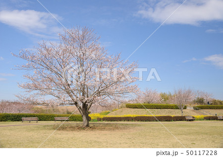 さくらの丘公園 成田 千葉県 さくらの丘公園 成田 千葉県 50117228