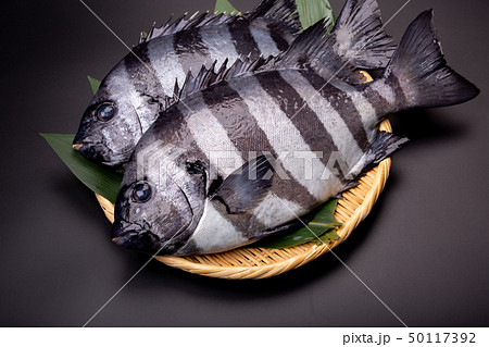 石鯛 魚 石鯛 魚 50117392