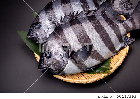 石鯛　魚 50117393
