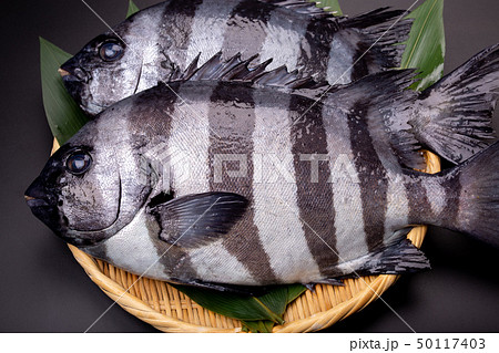 石鯛　魚 50117403