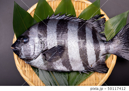 石鯛　魚 50117412