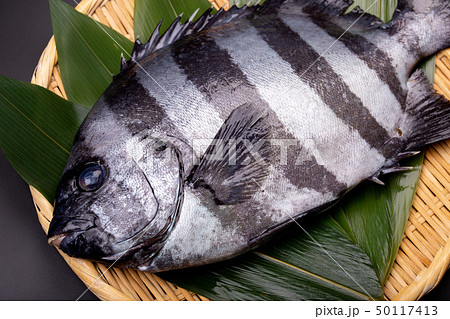 石鯛　魚 50117413