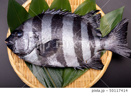石鯛 魚 石鯛 魚 50117414