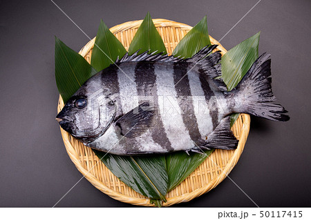 石鯛　魚 50117415