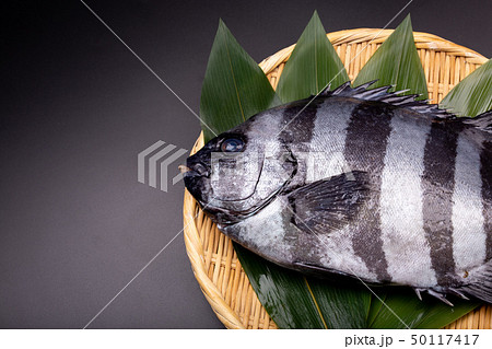 石鯛　魚 50117417