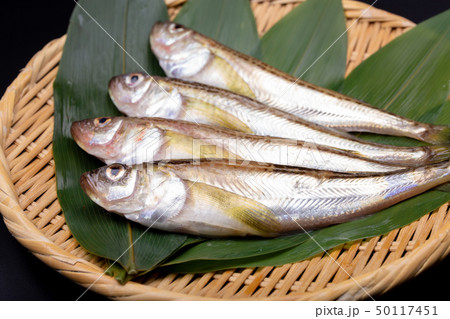 ハタハタ　鰰 50117451