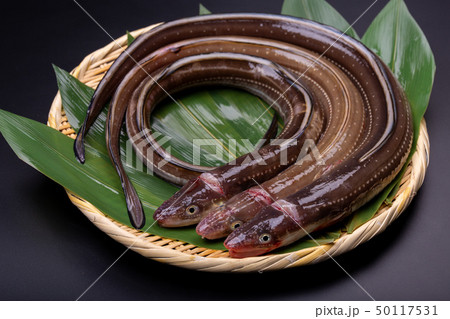 アナゴ　穴子 50117531