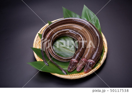 アナゴ 穴子 アナゴ 穴子 50117538